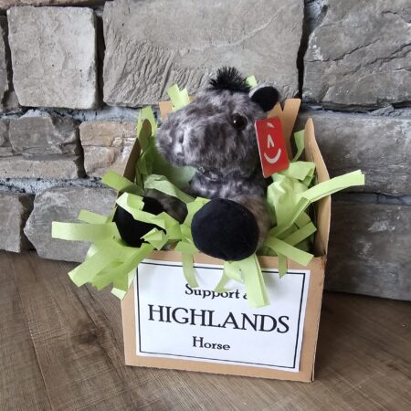 Get to Know A Highlands Horse - GRAY