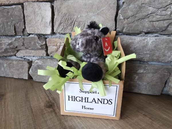 Get to Know A Highlands Horse - GRAY