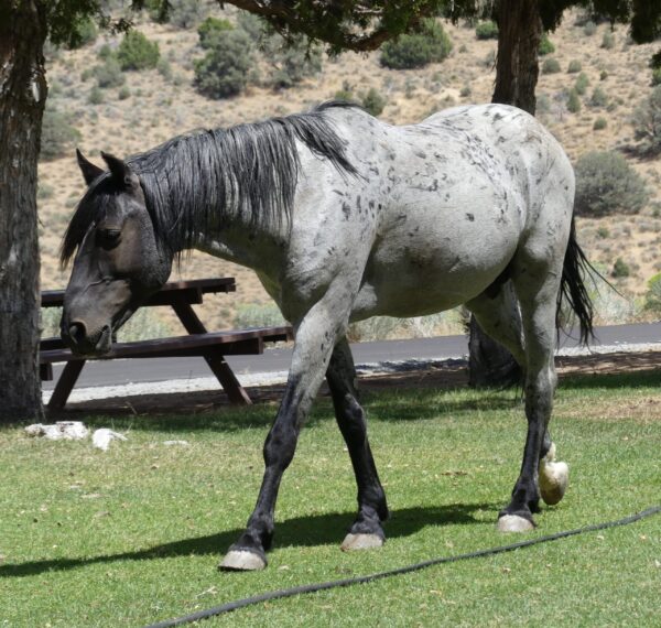 Get to Know A Highlands Horse - GRAY - Image 4