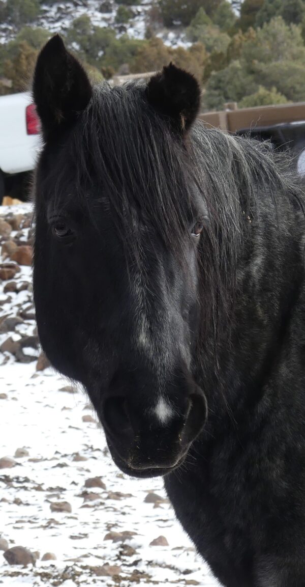 Get to Know A Highlands Horse - GRAY - Image 5