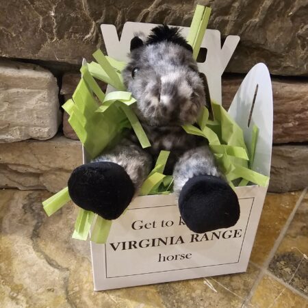 Get to Know A Virginia Range Horse - TANK