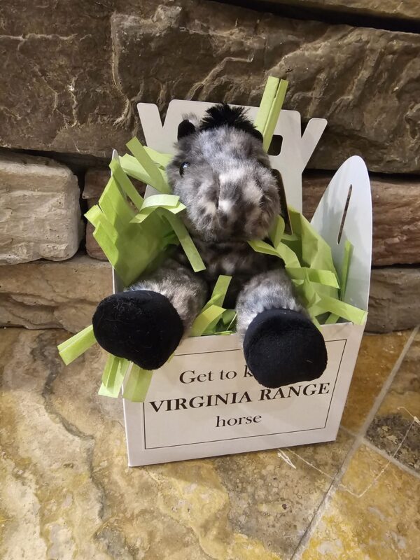 Get to Know A Virginia Range Horse - TANK